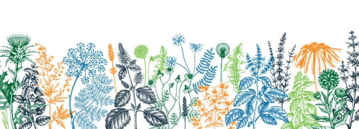 Vector herbs and meadows background. Aromatic plants vintage banner. Medicinal herb sketches. Botanical design for cosmetics, perfumery, herbal tea and herbal medicine. Floral backdrop